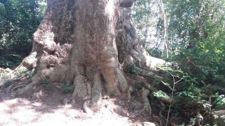 Pohon Kalumpang Lompoa (dokpri/P3E Suma)