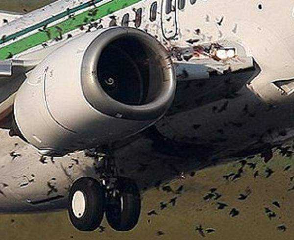 sekawanan burung yang masuk ke dalam mesin pesawat juga dapat membahayakan penerbangan karena bisa menyebabkan mesin mati. (foto: quora)