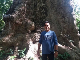 Pohon Ukurn 'Raksasa' di Passangarrang Ini Dinamakan Pohon Kalumpang Lompoa, Begini Kisahnya (dokpri/P3ESuma)