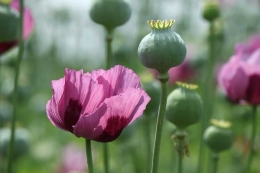 Papaver somniferum. Tanaman Opium yang menghasilkan alkaloid sebagai sumber Morfin (Sumber: livescience.com)