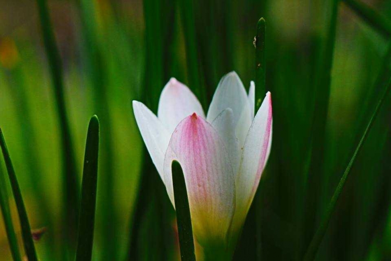 Semburat warna merah muda berpadu putih bunga tulip sangat menarik hati. Dokumen pribadi.