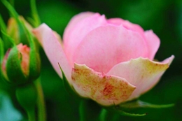 Kelopak bunga mawar merah muda terlihat indah berkat kejeliaan Teteh dalam menangkap objek lewat kamera. Dokumen pribadi.