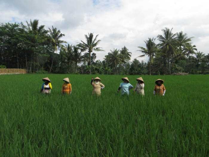 Caping, Topi Petani Tradisional dari Bambu Halaman 1 - Kompasiana.com