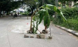 Pohon pisang di tengah jalan Kompleks Taman Royal Tangerang