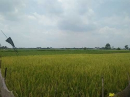 Gambar : Hamparan tanaman padi di Lampung (Metro) yang sebentar lagi panen (doc. pribadi)
