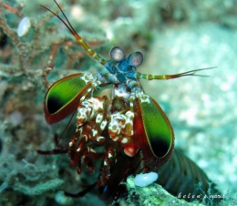 Mantis Shrimp (dokumentasi pribadi)