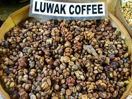 Biji kopi utuh dari perut luwak (pict : Daily Coffee News)