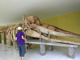 Fosil ikan paus yang terdampar di Tanjung Pakis Karawang pada tahun 2012. Berhasil diselamatkan oleh Tim SAR Nasional tetapi terdampar untuk kedua kalinya di Pantai Muara Gebong dengan panjang 13 m dan berat 8 ton. Fosil ikan paus tersebut kemudian dipakai sebagai bahan edukasi bagi masyarakat. (Dokpri)