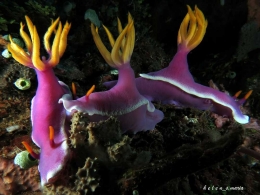 Nudibranch 
