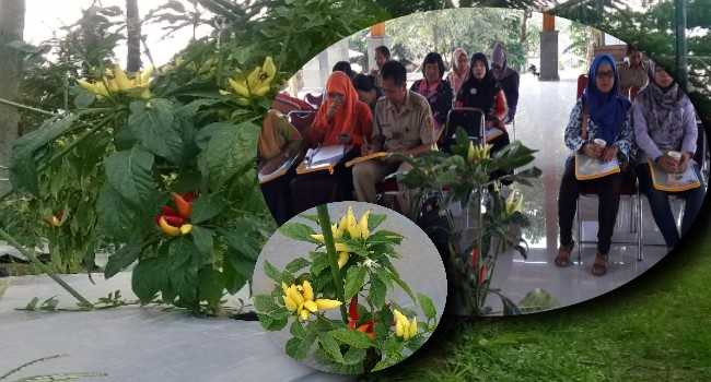 Peserta bimtek cabe hias antusias mendengarkan materi yang disampaikan oleh mbah Minto | Sumber : galeri pribadi.