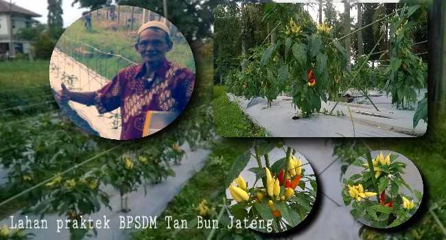 Mbah Minto, penghulu cabe malehnong berpose di lahan praktek BPSDM Tan Bun Jateng | Sumber : Galeri pribadi.