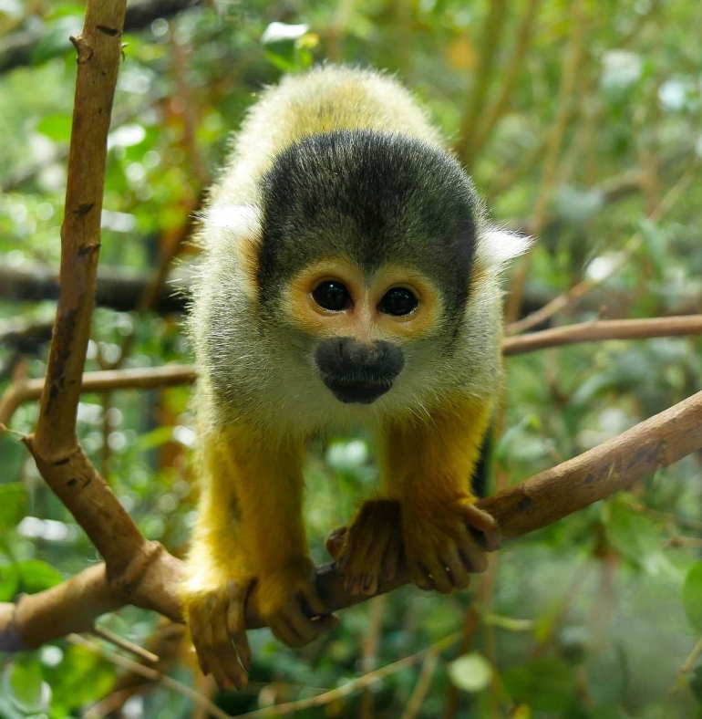 Sumber: https://pixabay.com/id/primata-monyet-kera-3335070/