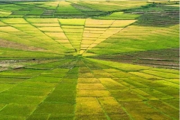 Jika spider web rice field sudah menghijau I Nationalgeographic