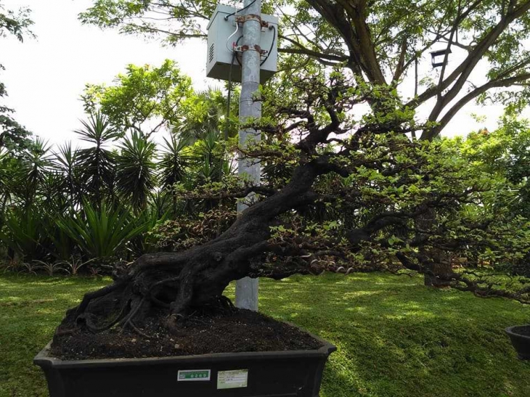 Bonsai Si Kerdil Yang Cantik Pada Festival Tanaman Dan Bebatuan Muria 2018 Halaman All Kompasiana Com