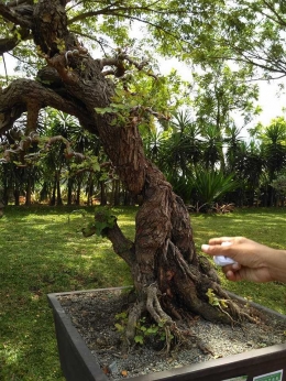 bonsai akar terjalin foto dokpri