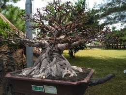 bonsai akar terjalin, foto dokpri