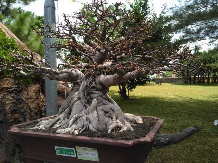 Gambar  Sketsa  Gaya Bonsai  foto candid kekinian  Gambar  Sketsa  Gaya Bonsai  foto candid kekinian
