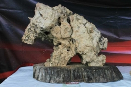 Bebatuan Muria,Fosil tema Badak. Koleksi Om Daniel Isanto