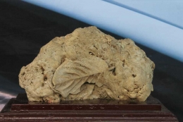 bebatuan Muria, fosil daun beserta tangkainya, Koleksi Om Daniel