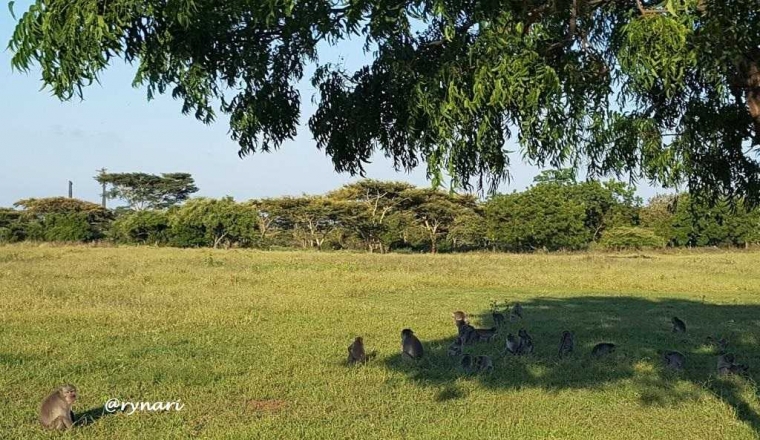 berteduh dulu mak....gaya kera di savana Bekol (dok pri)