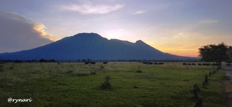 Eksotisme savana Bekol-kerbau liar berbaris pulang (dok pri)