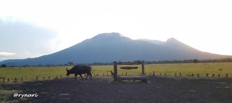 Savana Bekol TN Baluran berlatar G. Baluran (dok pri)
