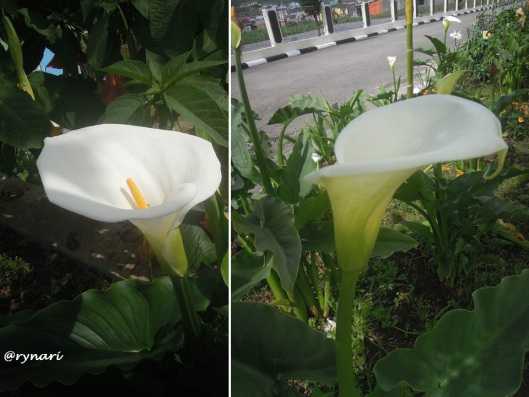 Calla lily cantik eksotik dari Dieng (dok pri)