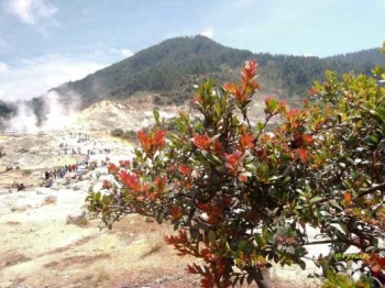 cantigi cantik di Kawah Sikidang Dieng (dok pri)