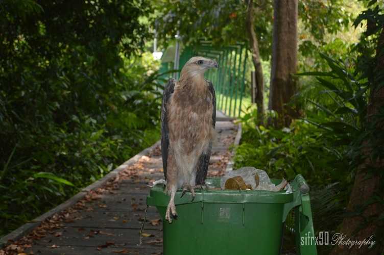 Elang Bondol yang mengais sisa-sisa makanan di tong sampah di Hutan Kota Ketapang. Foto dok. Simon Tampubolon