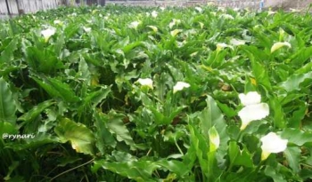 Kebun calla lily di Dieng (dok pri)
