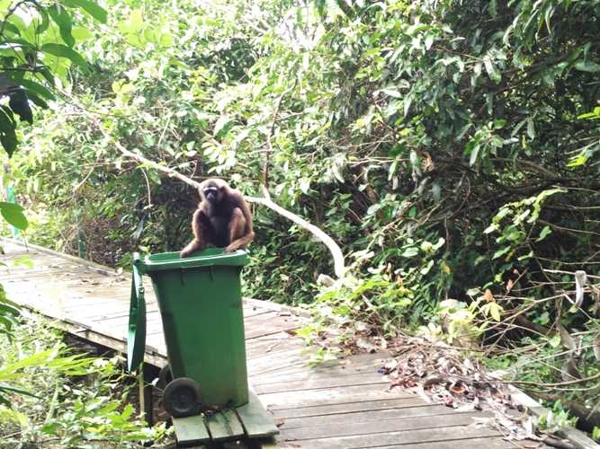 Kelempiau yang mengais sampah makanan yang ada di tong sampah. Foto dok. Petrus Kanisius