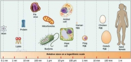 Ukuran sel bakteri (https://www.khanacademy.org/science/biology/structure-of-a-cell/prokaryotic-and-eukaryotic-cells/a/prokaryotic-cells)