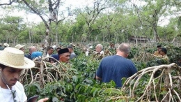 Bule Memetik Kopi di Kebun Kopi Bener Meriah Aceh