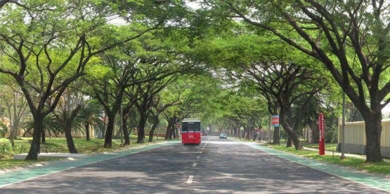 Deretan Pohon Trembesi yang Rindang di Sepanjang Jalan Efektif Menurunkan Tingkat Polusi/Sumber foto: Kompas