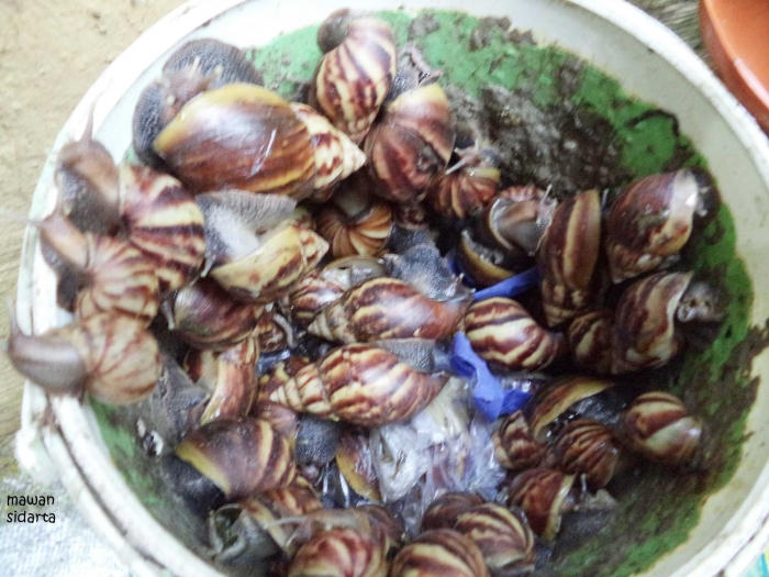 Bekicot sebagai Pakan Alternatif Ikan Lele di Kolam Tadah Bekicot sebagai Pakan Alternatif Ikan Lele di Kolam Tadah