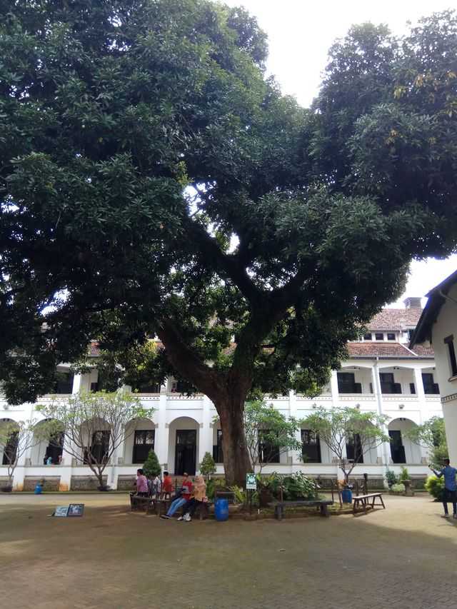 Pohon mangga yang rindang, akarnya tidak merusak gedung sekitarnya
