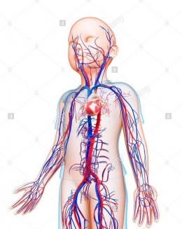 Lipatan tubuh dilalui pembuluh darah besar. Sumber gambar: www.alamy.com