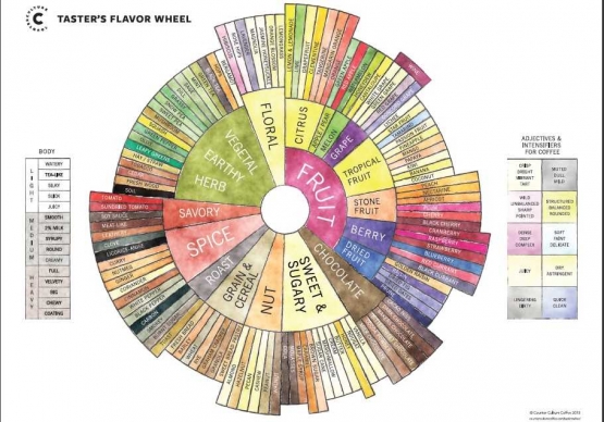 coffee taster's flavour wheel (scanews.com)