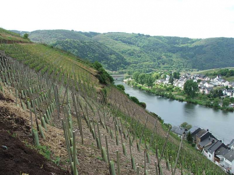 Kebun anggur di bantaran Mosel. Foto oleh Friedrich Petersdorff (sumber: educalingo.com)