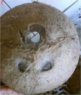 Bathok bolu-tempurung kelapa berlubang tiga (sumber:iwanmuljono.blogspot)
