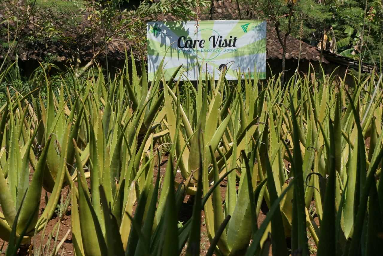 Doc.riana dewi/ perkebunan aloe vera di Nglipar GK