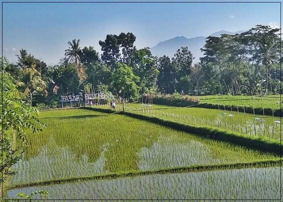 Sejuk dan segar di Pasar Pancingan, Bilebante Lombok Tengah. Dokpri