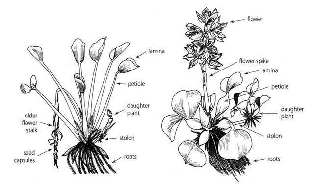 Morfologi eceng gondok (https://taxo4254.wikispaces.com/Eichhornia+crassipes).