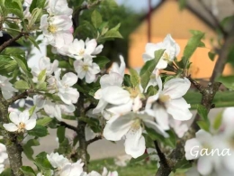 Bunga apel atau bunga cheri, mirip-mirip (Dokumentasi pribadi)