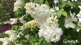 Bunga Flieder putih (Dokumentasi pribadi)