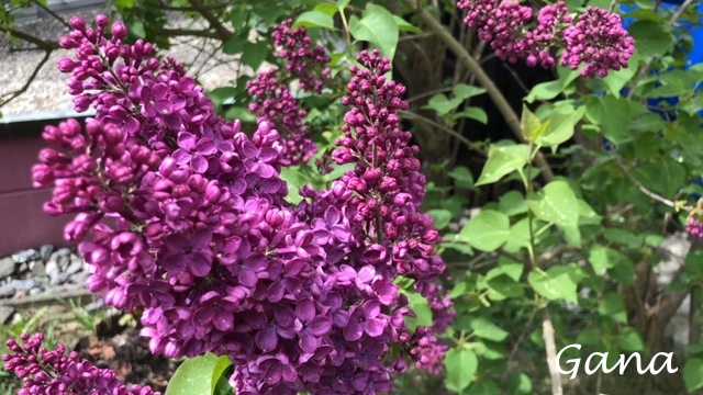 Bunga Flieder ungu (Dokumentasi pribadi)