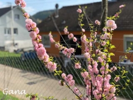 Rosa, cantik bunga mandel (Dokumentasi pribadi)