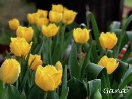Tulip kuning (Dokumentasi pribadi)