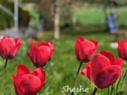 Tulip merah (Dokumentasi Sheshe)