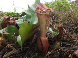 Nepenthes clipeata, endemic pitcher plant species of Kelam Hill, Foto by Dony (sumber: Borneoscape.com)